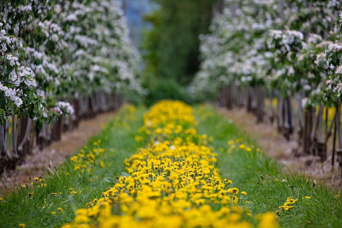 Yellow dandelions bloom on a lush meadow path between rows of blooming apple trees in spring, Krombach Oberschur, Spessart-Mainland, Franconia, Bavaria, Germany, Europe
