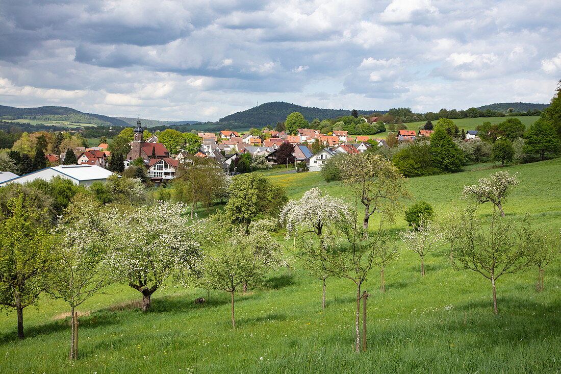 Apfelbäume in voller Blüte auf üppiger Wiese mit Blick auf die Stadt im Frühling, Schöllkrippen, Kahlgrund, Spessart-Mainland, Franken, Bayern, Deutschland, Europa