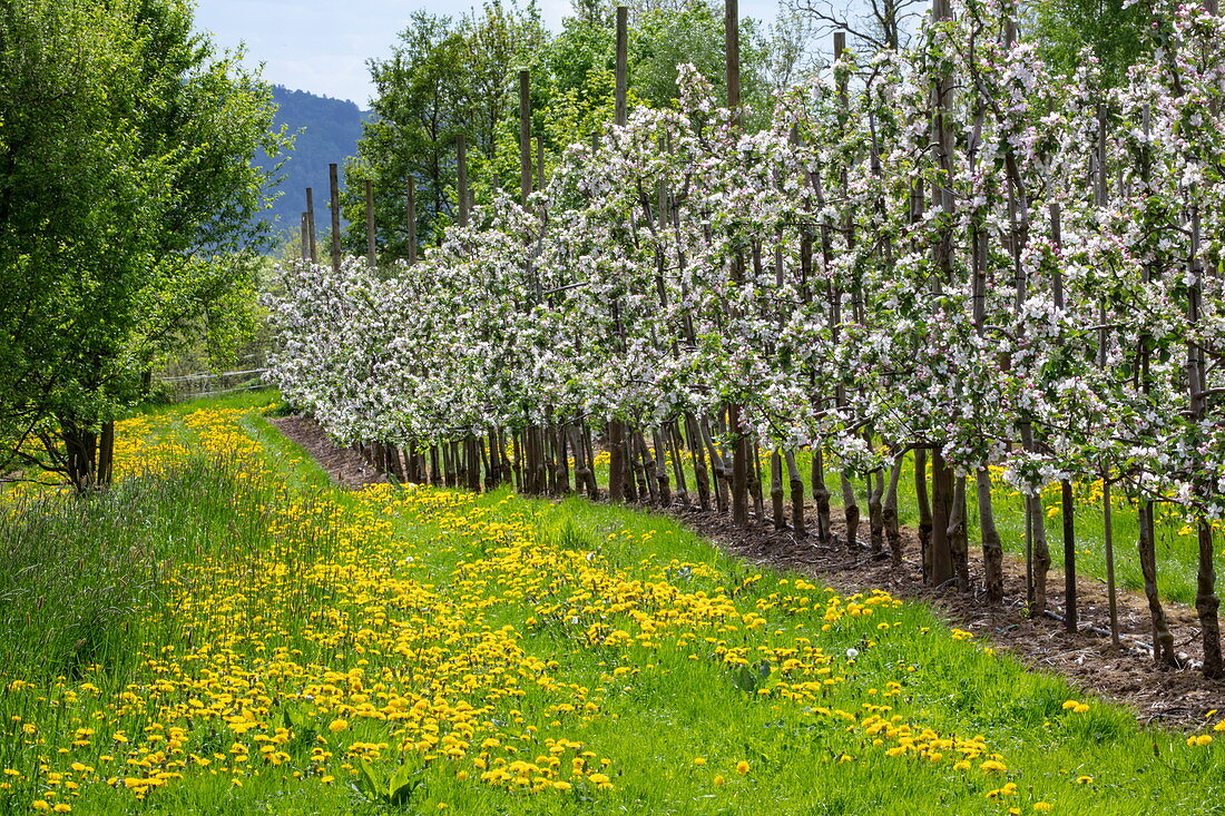 Gelber Löwenzahn blüht auf üppigem Wiesenweg zwischen Reihen von blühenden Apfelbäumen im Frühling, Krombach Oberschur, Spessart-Mainland, Franken, Bayern, Deutschland, Europa