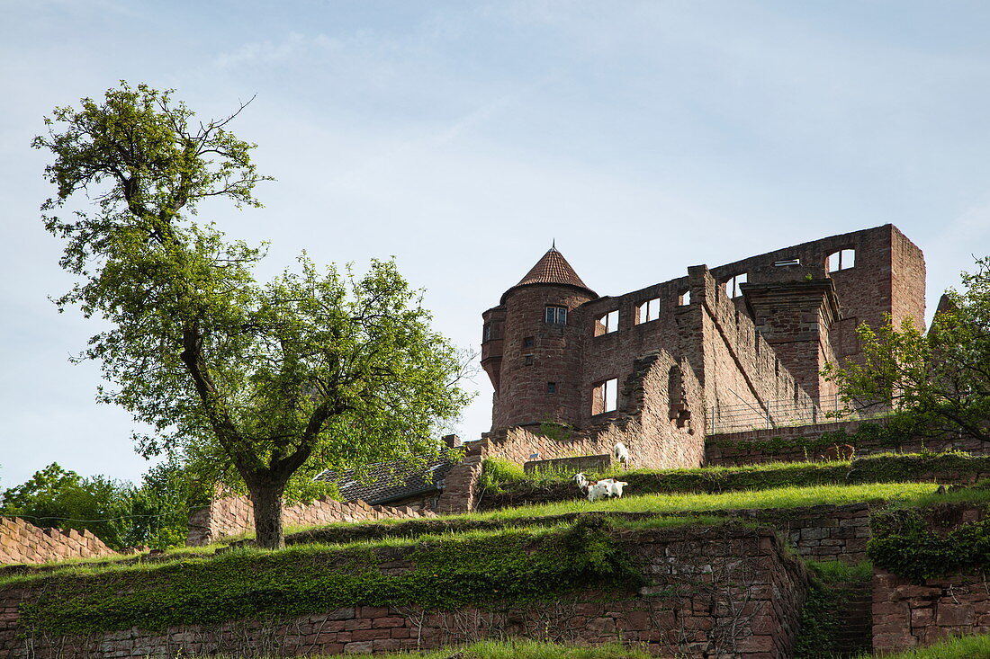 Burg Wertheim, Wertheim, Spessart-Mainland, Franken, Baden-Württemberg, Deutschland, Europa