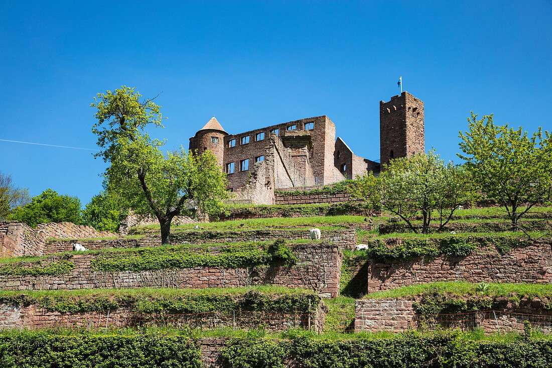 Wertheim Castle in spring, Wertheim, Spessart-Mainland, Franconia, Baden-Wuerttemberg, Germany, Europe