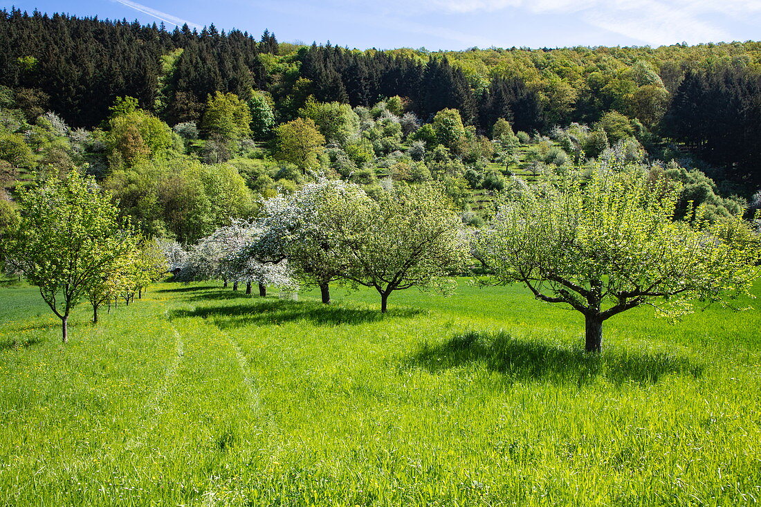 Apple trees in full bloom on a lush meadow in spring, near Reicholzheim, near Wertheim, Spessart-Mainland, Franconia, Baden-Wuerttemberg, Germany, Europe