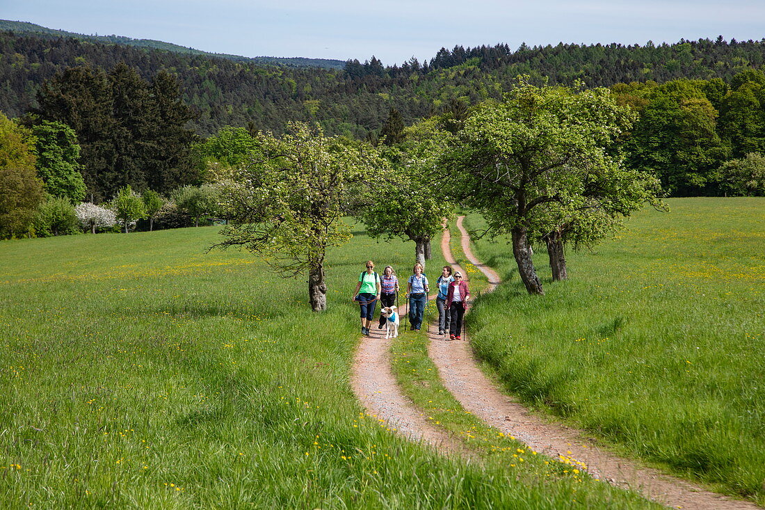 Gruppe von Wanderern auf Feldweg im Frühling, Heimbuchenthal, Räuberland, Spessart-Mainland, Franken, Bayern, Deutschland