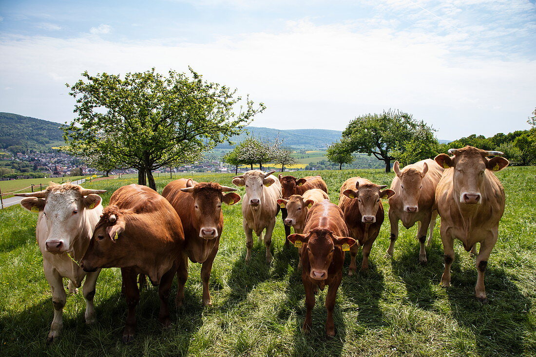 Cattle in meadow at the Luisenhof farm, Eschau, Räuberland, Spessart-Mainland, Franconia, Bavaria, Germany, Europe