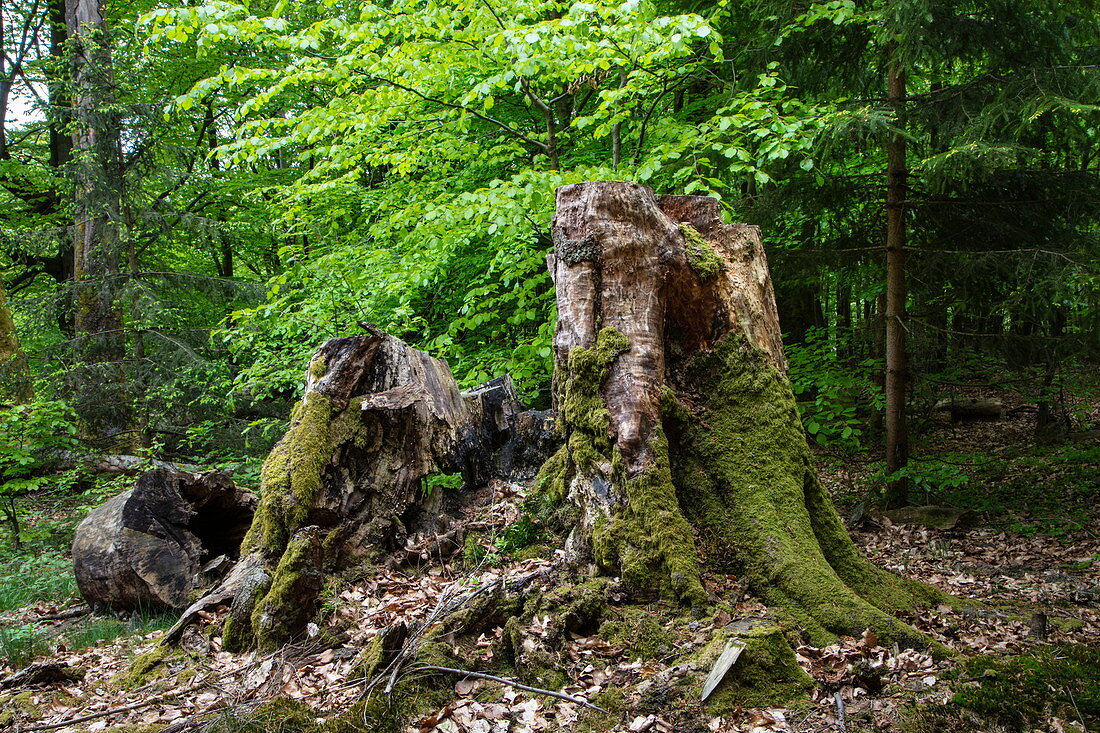 Mosses on tree trunk, near Rohrbrunn, Räuberland, Spessart-Mainland, Franconia, Bavaria, Germany