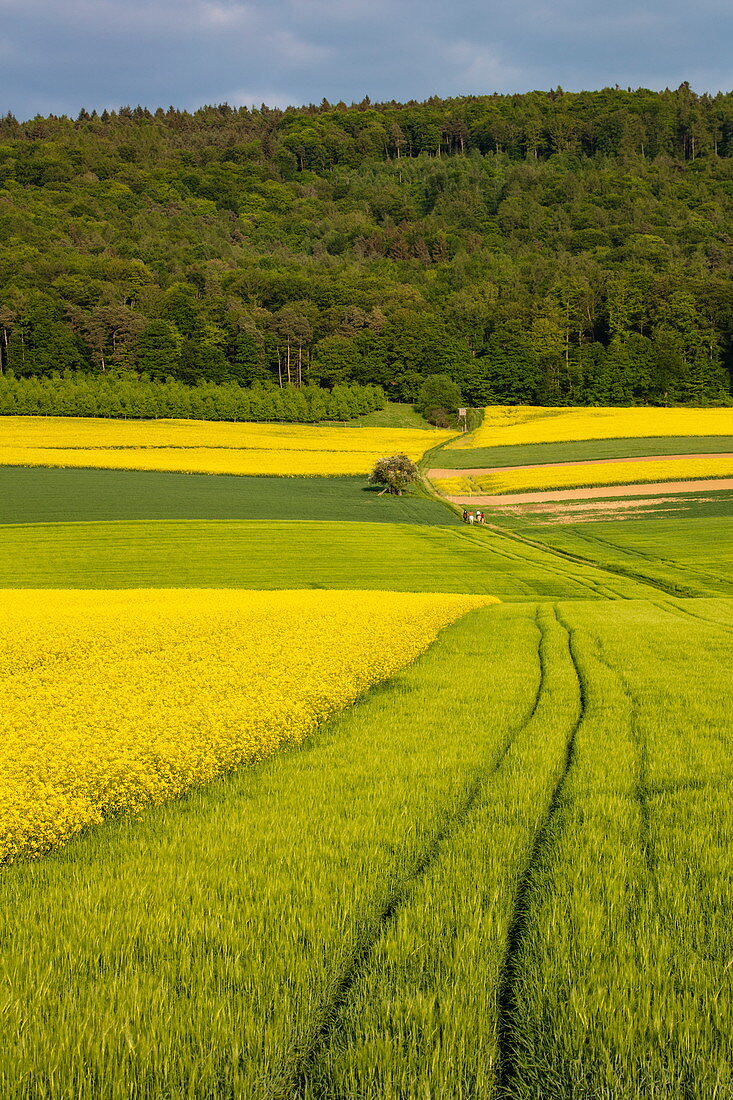 Tractor tracks next to a blooming rape field, near Röllbach, Spessart-Mainland, Franconia, Bavaria, Germany, Europe