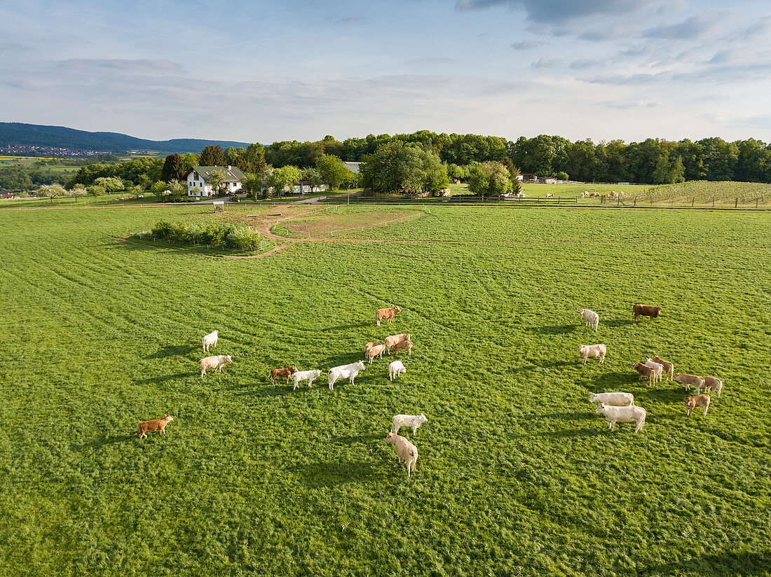 Luftaufnahme von hellem Vieh das auf Frühlingswiese weidet, Eschau, Räuberland, Spessart-Mainland, Franken, Bayern, Deutschland, Europa