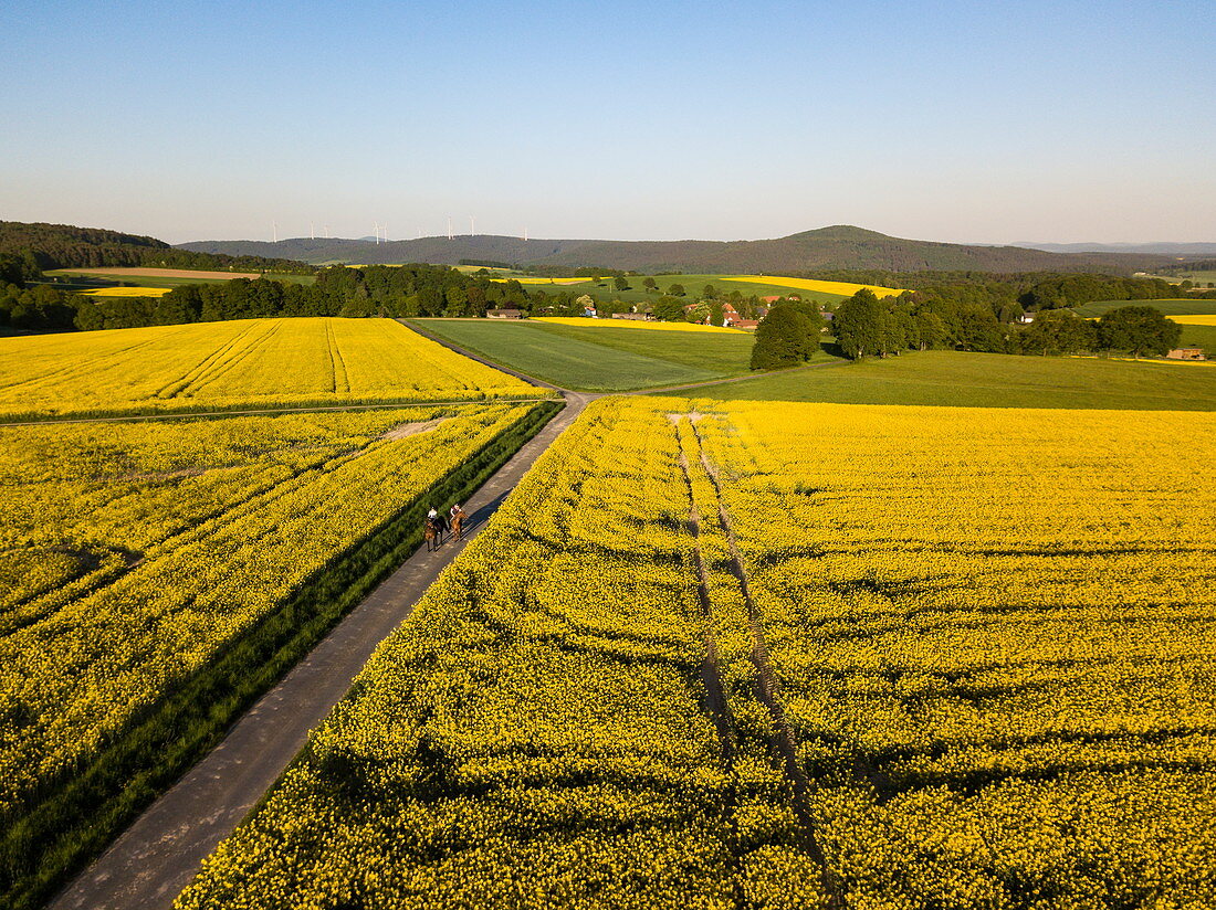Aerial view of two young women on horses riding on dirt road through rapeseed fields with Stoppelsberg in the distance, Haunetal Starklos, Rhoen, Hesse, Germany, Europe