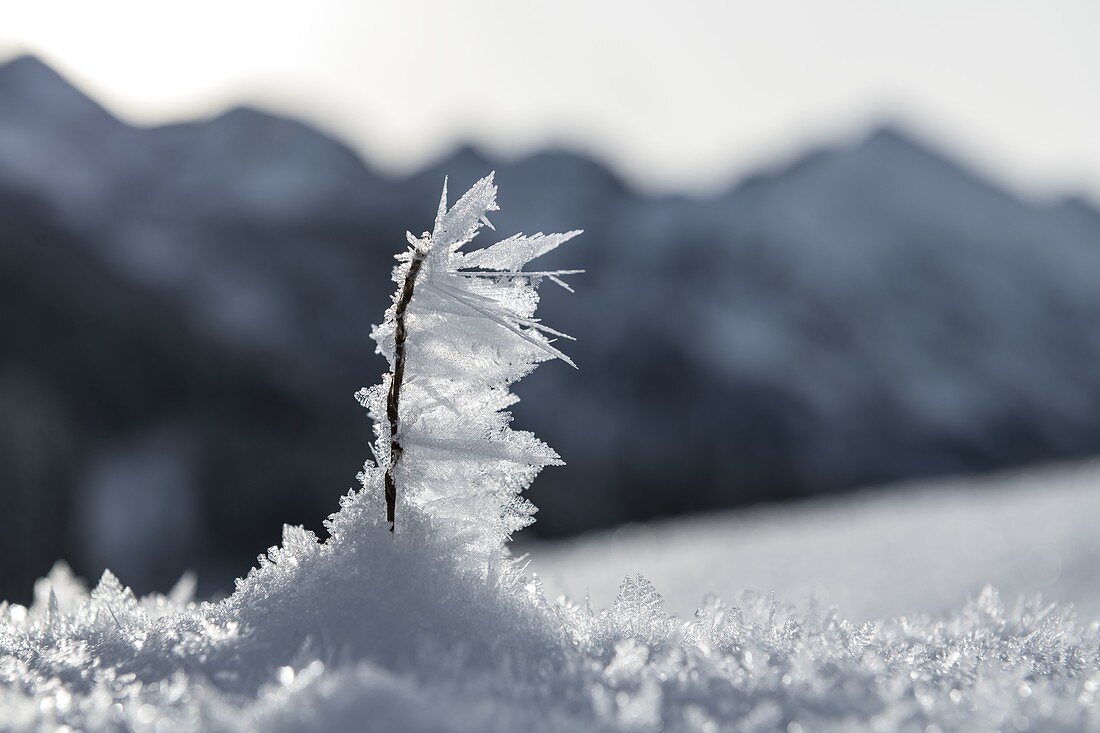 Eiskristall Makro in verschneiter Winterlandschaft vor Bergpanorama, Deutschland, Bayern, Oberallgäu, Oberstdorf