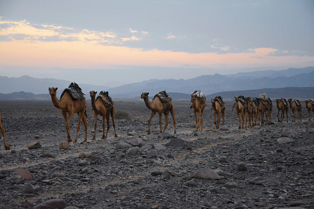 Äthiopien; Region Afar; Danakil Wüste; Danakil Senke; Kamelkarawane auf dem Weg zu den Salzpfannen am Karum See