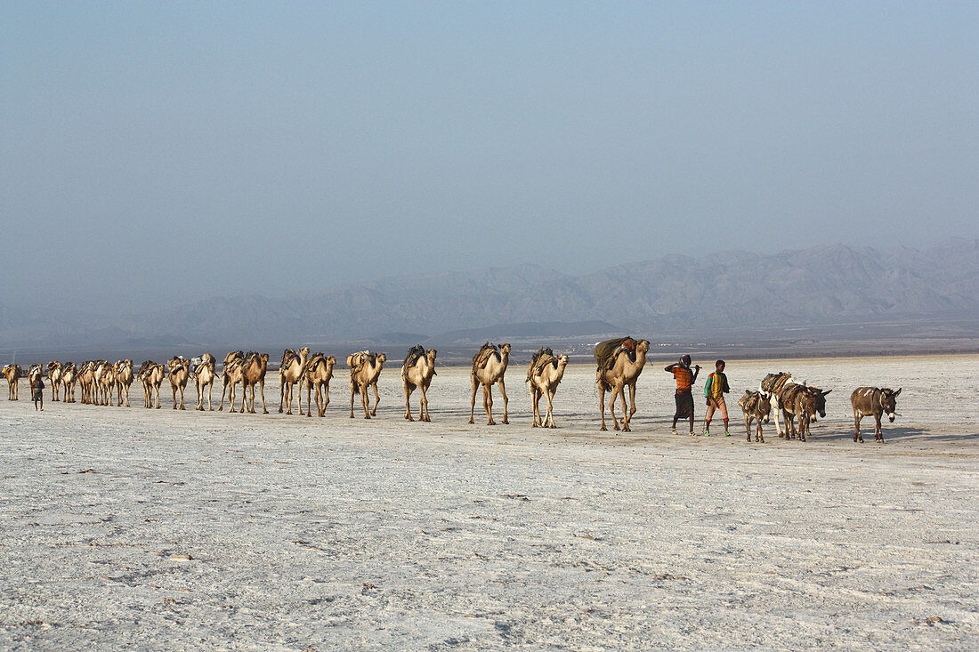 Äthiopien; Region Afar; Danakil Wüste; Kamelkarawane auf dem Weg zu den Salzpfannen am Karum See