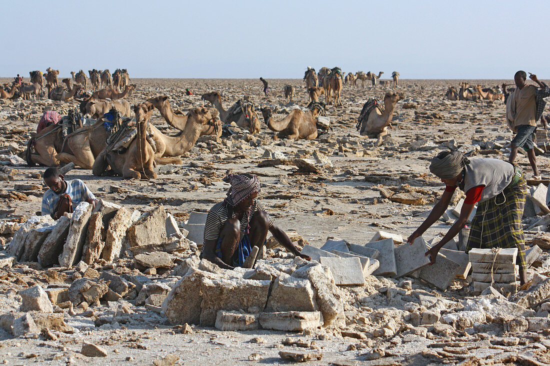 Ethiopia; Afar region; Danakil Desert; Danakil Depression; Workers on the salt pans; loosening and processing the salt plates in laborious manual work; mostly in oppressive heat