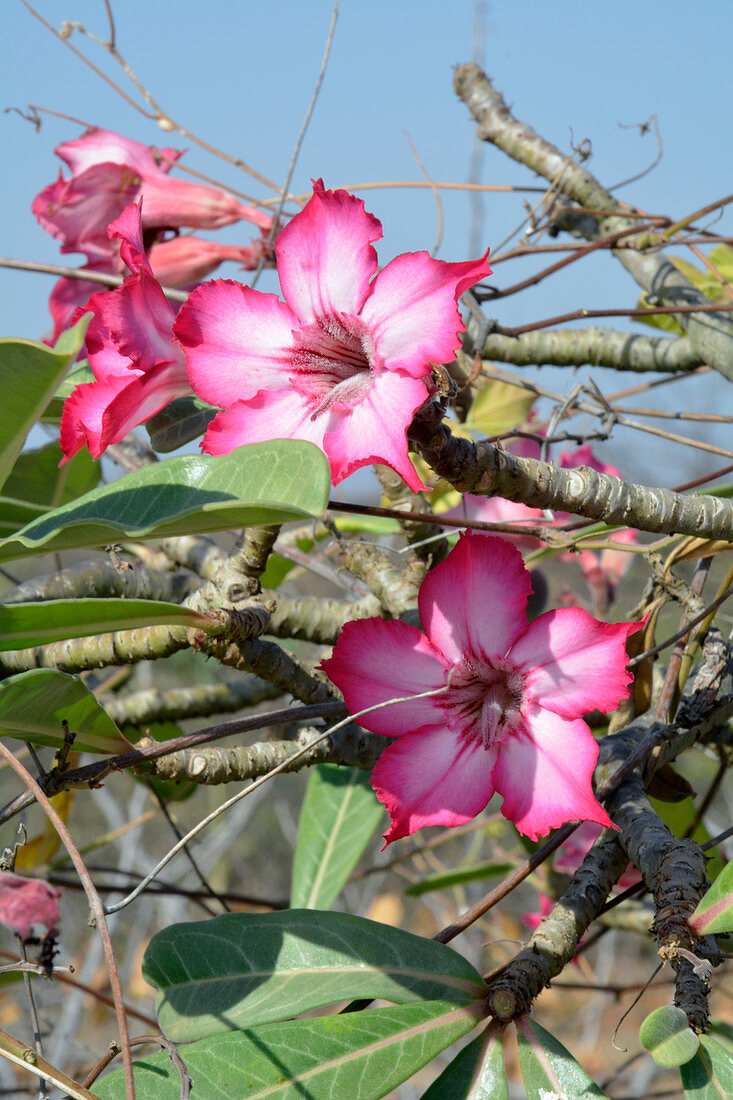 Ethiopia; Southern Nations Region; on the Omo River; blooming desert rose; semi-arid climate