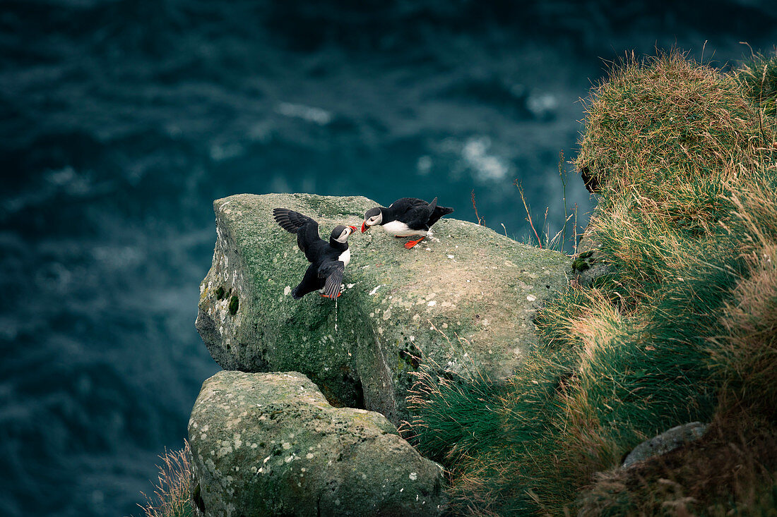 Puffin on cliff, Faroe Islands