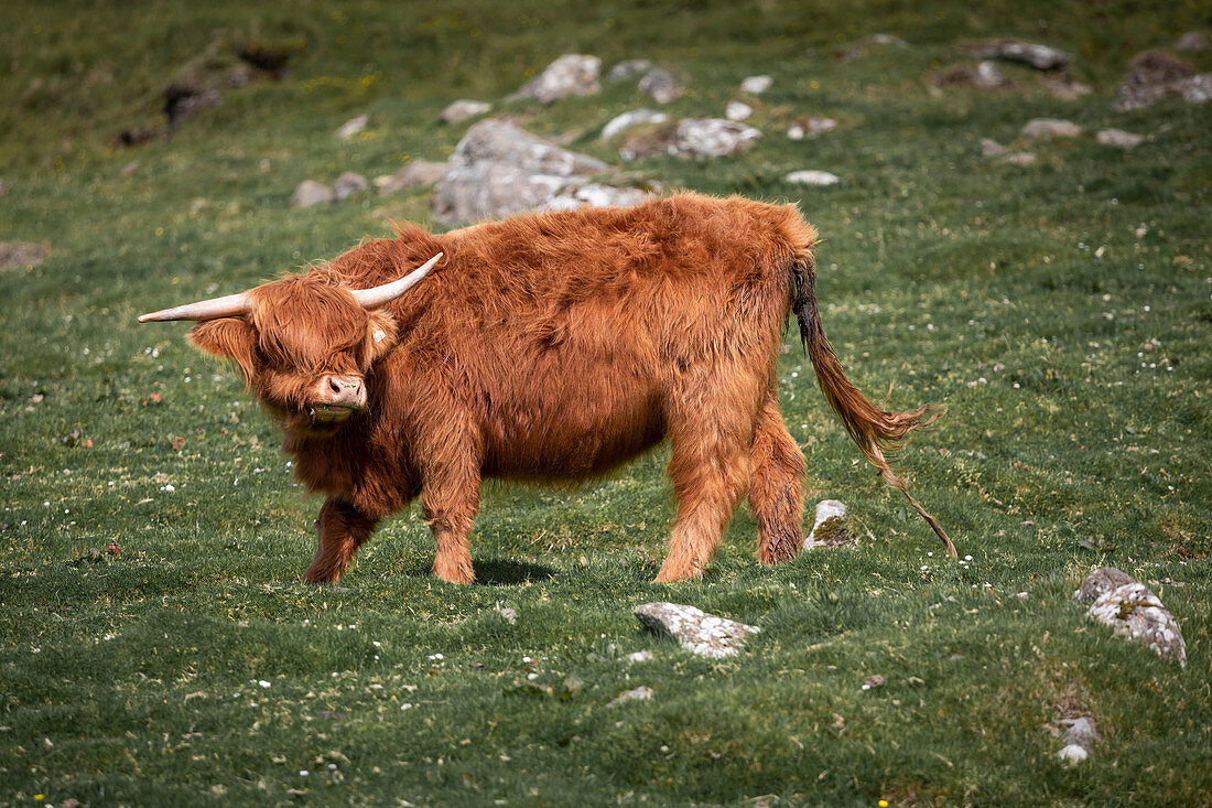Cattle in the meadow of the Faroe Islands in the sun