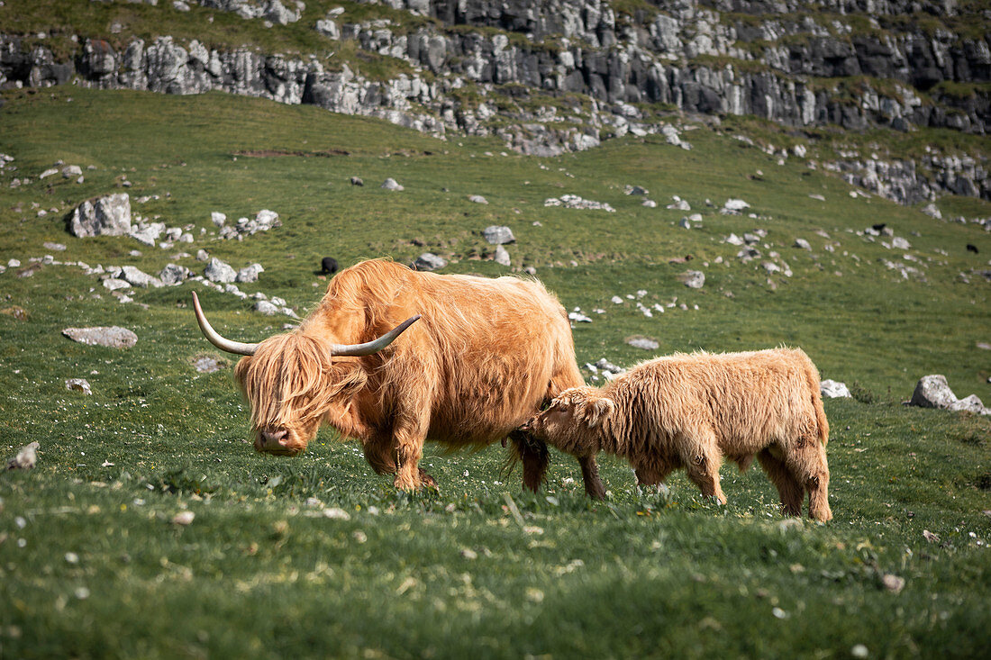 Cattle with young animal on the meadow of the Faroe Islands in the sun