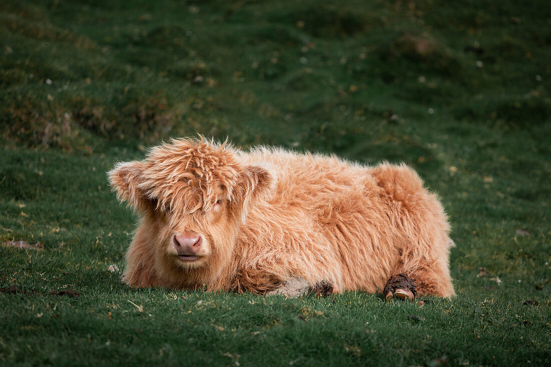 Cattle cub on the meadow of the Faroe Islands in the sun
