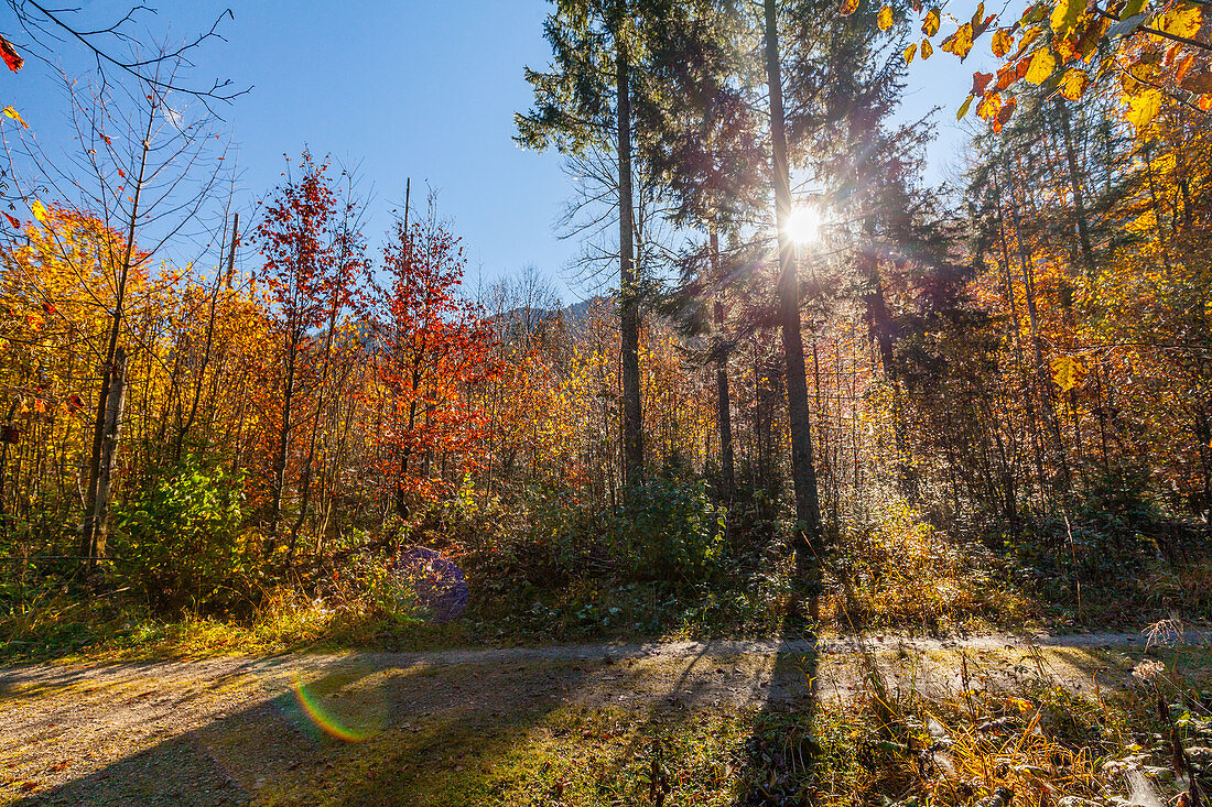 Forest path at Weitsee in autumn, Chiemgau, Bavaria, Germany