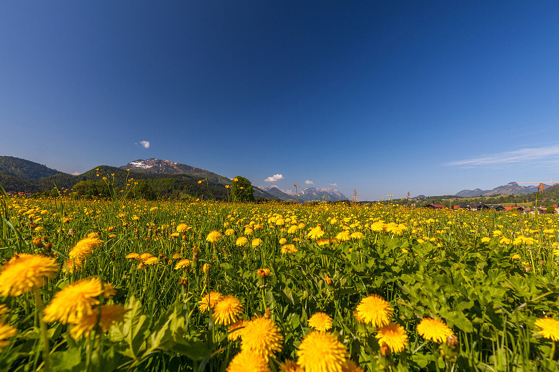 Dandelion meadow in Reit im Winkl in spring with Kaisergebirge, Chiemgau, Bavaria, Germany