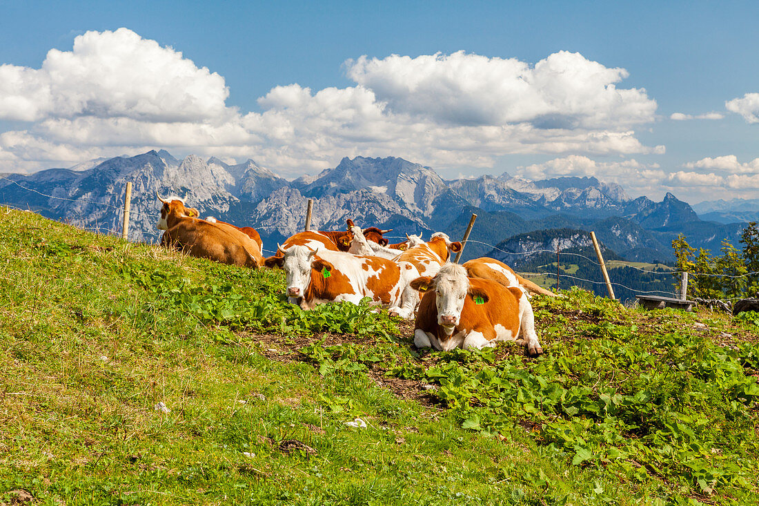Kühe auf einer Almwiesse in den Chiemgauer Bergen, Bayern, Deutschland