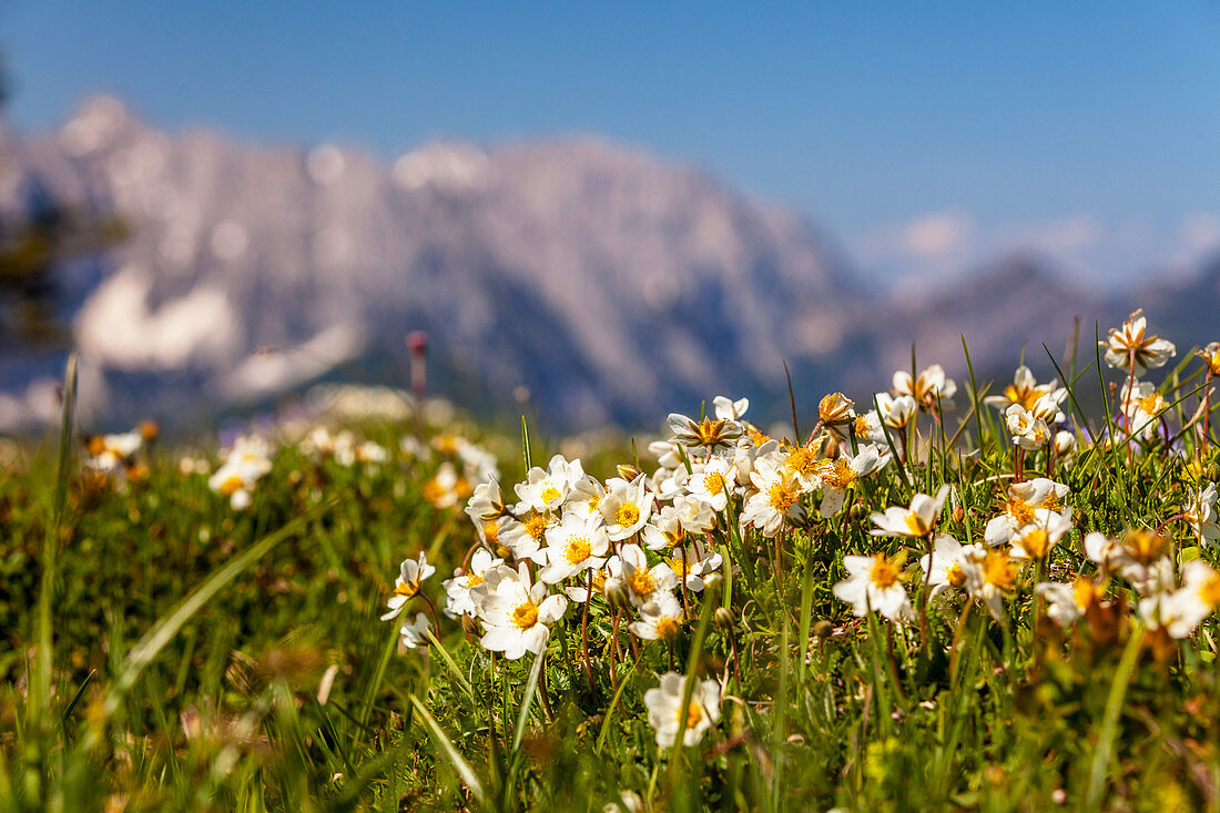 Bergblumen im Frühjahr mit Wilder Kaiser, Tirol, Österreich, Kaisergebirge