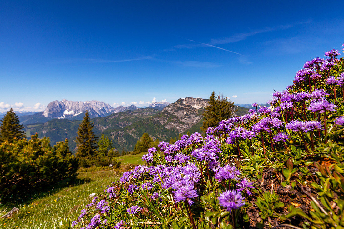 Bergblumen im Frühjahr mit Ausblick auf den Wilder Kaiser, Tirol, Österreich, Kaisergebirge