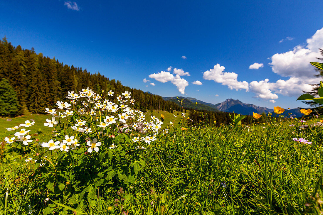 Bergblumen im Frühjahr auf der Hemmersuppenalm, Chiemgau, Bayern, Deutschland, Reit im Winkl
