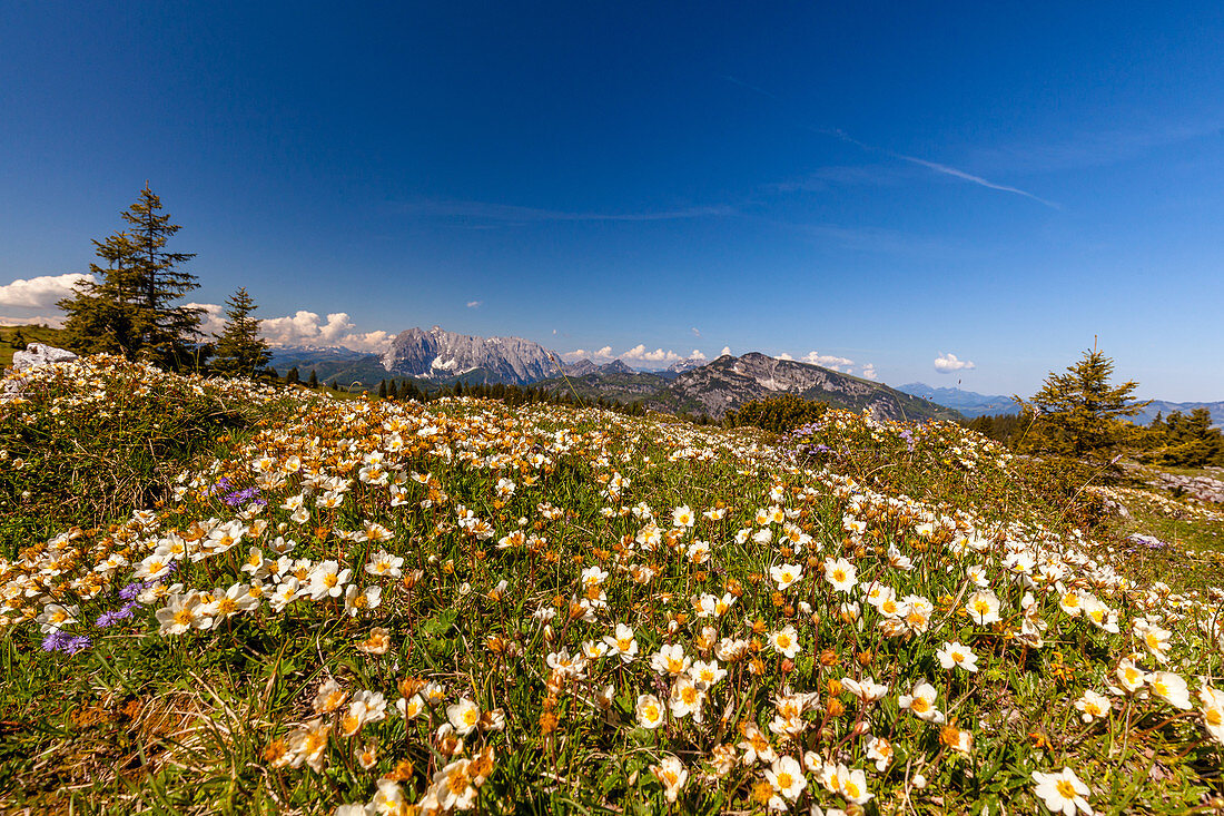 Mountain flowers in spring with a view of the Wilder Kaiser, Tyrol, Austria, Kaiser Mountains