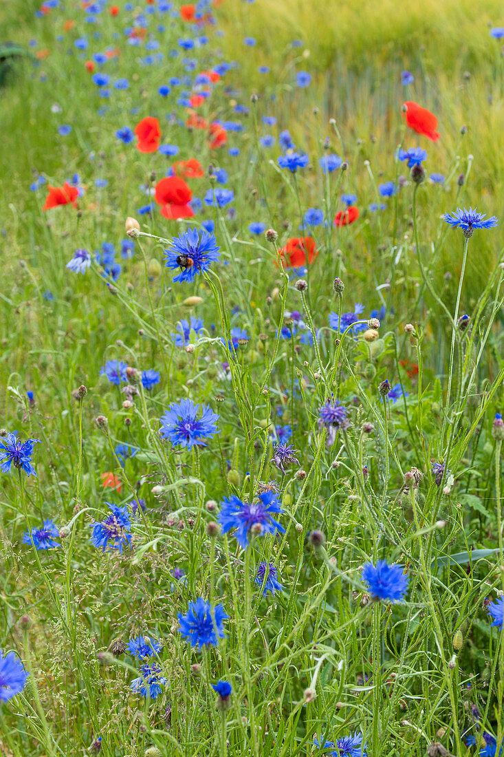 Wildflower meadow near Magdeburg, Saxony-Anhalt, Germany * wild flowers near the city of Magdeburg, Saxony-Anhalt, Germany