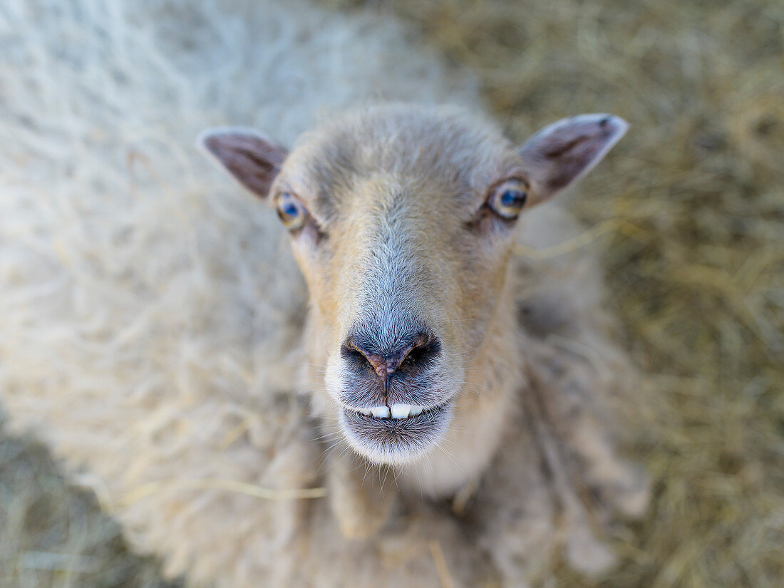 Neugieriges Schaf in einem Streichelzoo auf der Insel Föhr, Nordfriesland, Deutschland