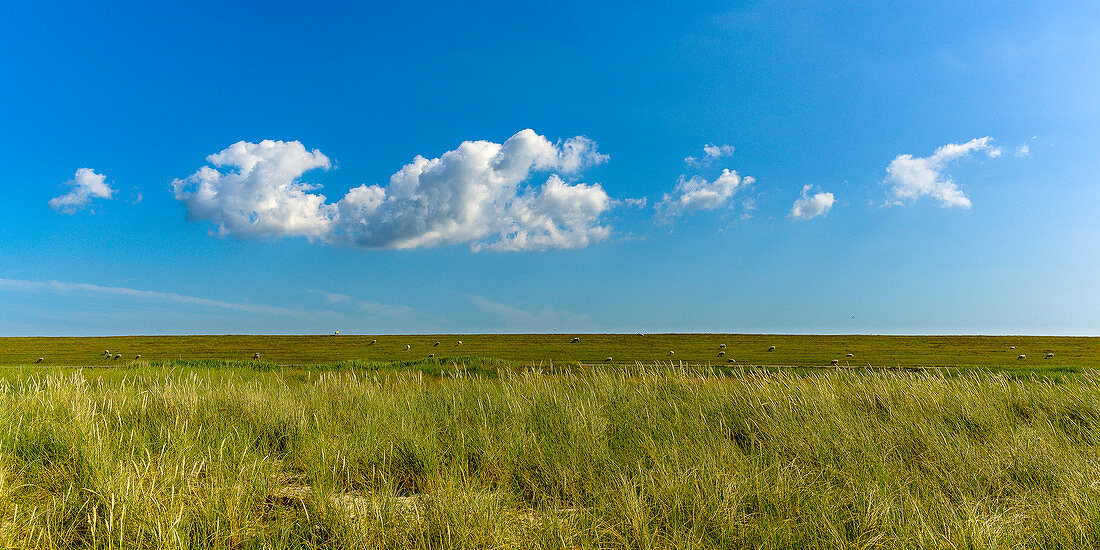 Reed grass and sky on the dike of the island of Foehr, North Frisia, Germany