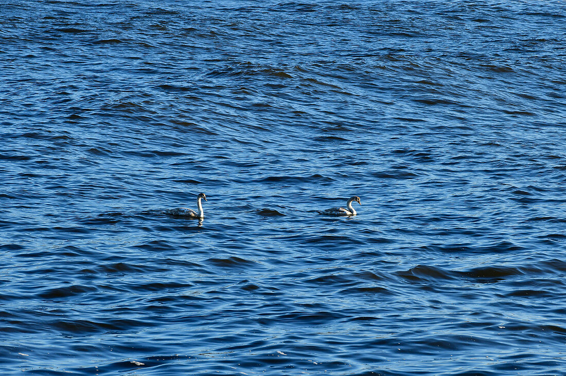 Zwei Schwäne schwimmen in der Ostsee, Skreastrand, Halland, Schweden