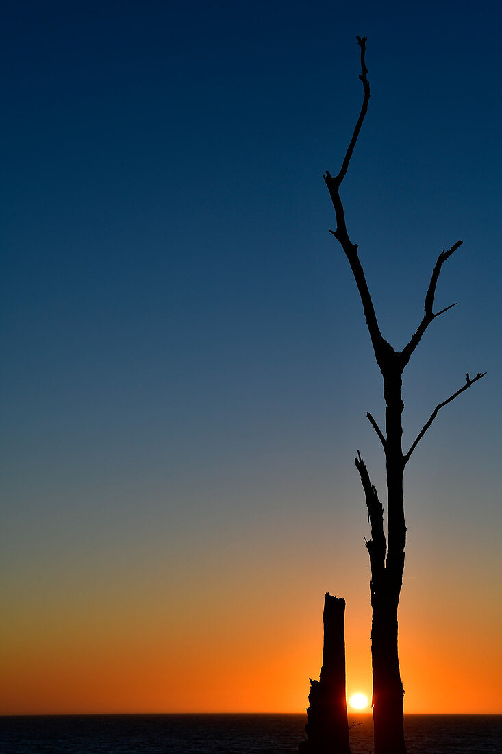 Sonnenuntergang zwischen den Ästen eines toten Baumes an der Ostsee, Grimsholmen, Halland, Schweden