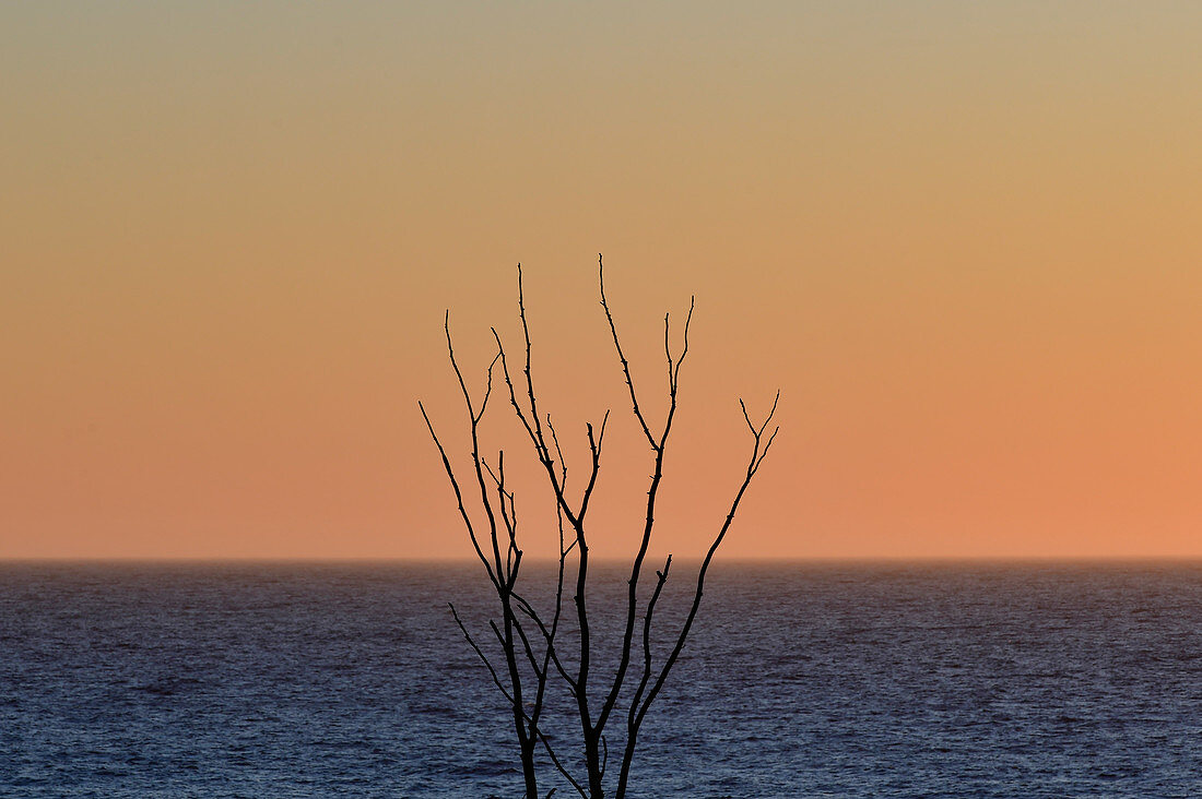 Branches of a dead tree and a view of the sea at dusk, Grimsholmen, Halland, Sweden