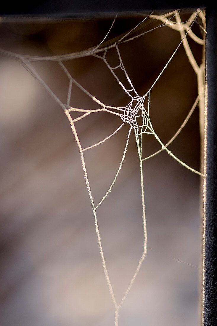 Spider web in the sun, Dorum, Lower Saxony, Germany