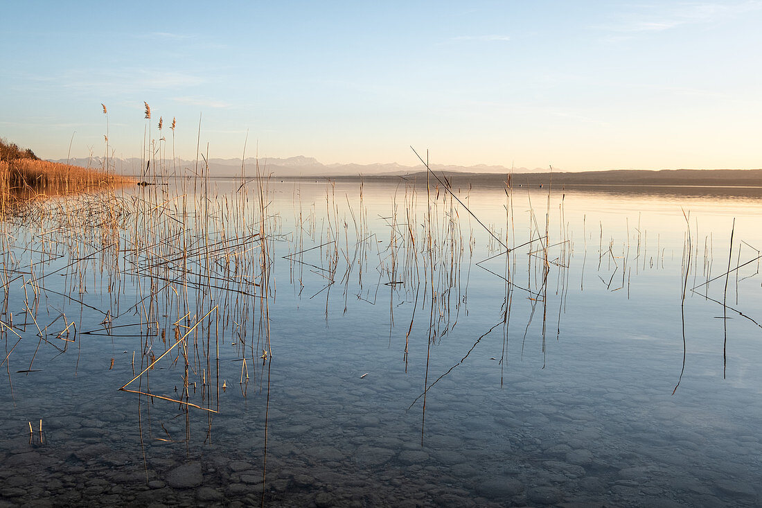 View of the Ammersee and the Alps, in the foreground reeds in the water, Fünfseenland, Upper Bavaria, Bavaria, Germany, Europe