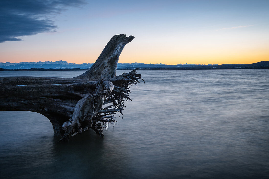 Blick auf den Ammersee mit den Alpen im Hintergrund, Links der Wurzelstock eines Baumstammes, Fünfseenland, Oberbayern, Bayern, Deutschland, Europa