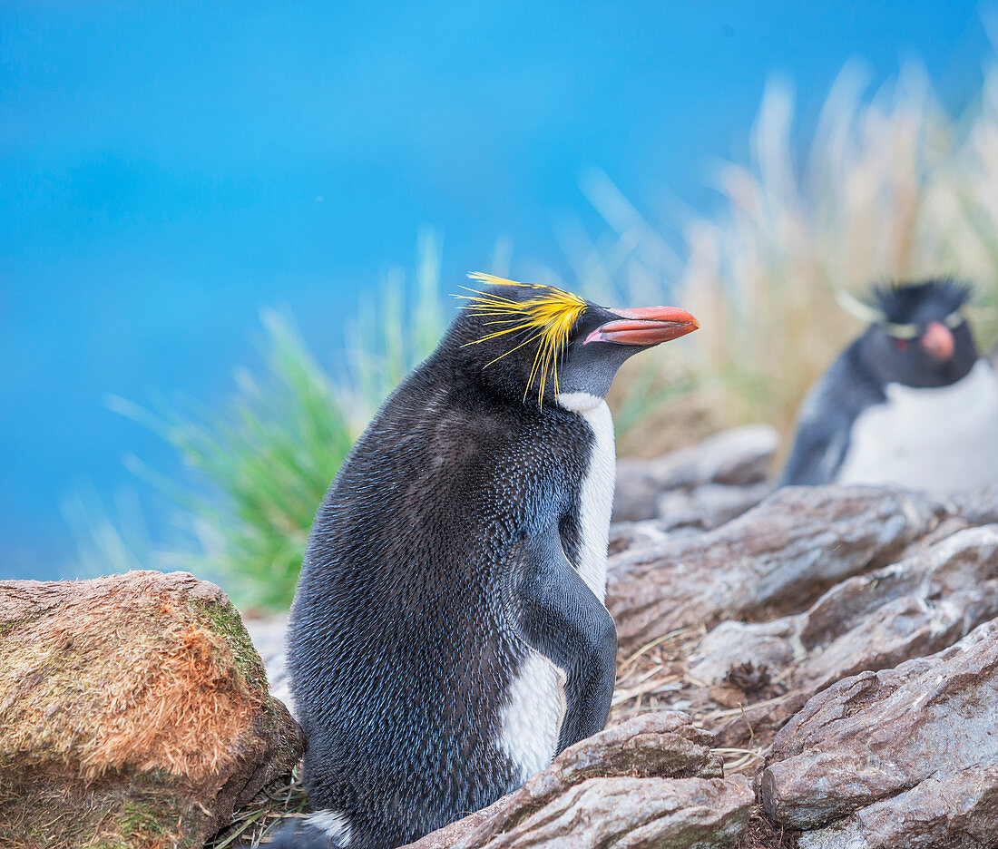 Makkaroni-Pinguin (Eudyptes chrysolophus) und Rockhopper-Pinguine (Eudyptes chrysocome chrysocome) auf einer felsigen Insel, Ostfalkland, Falklandinseln, Südamerika