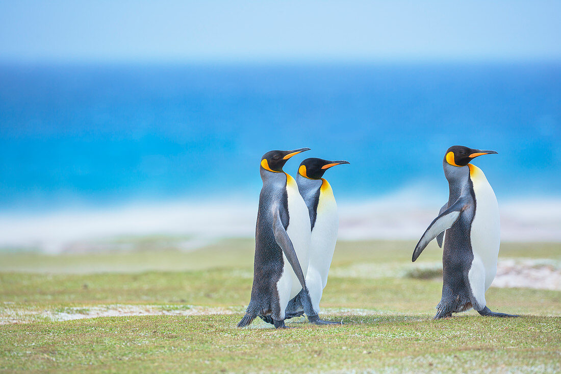 King penguins (Aptenodytes patagonicus) walking, East Falkland, Falkland Islands,
