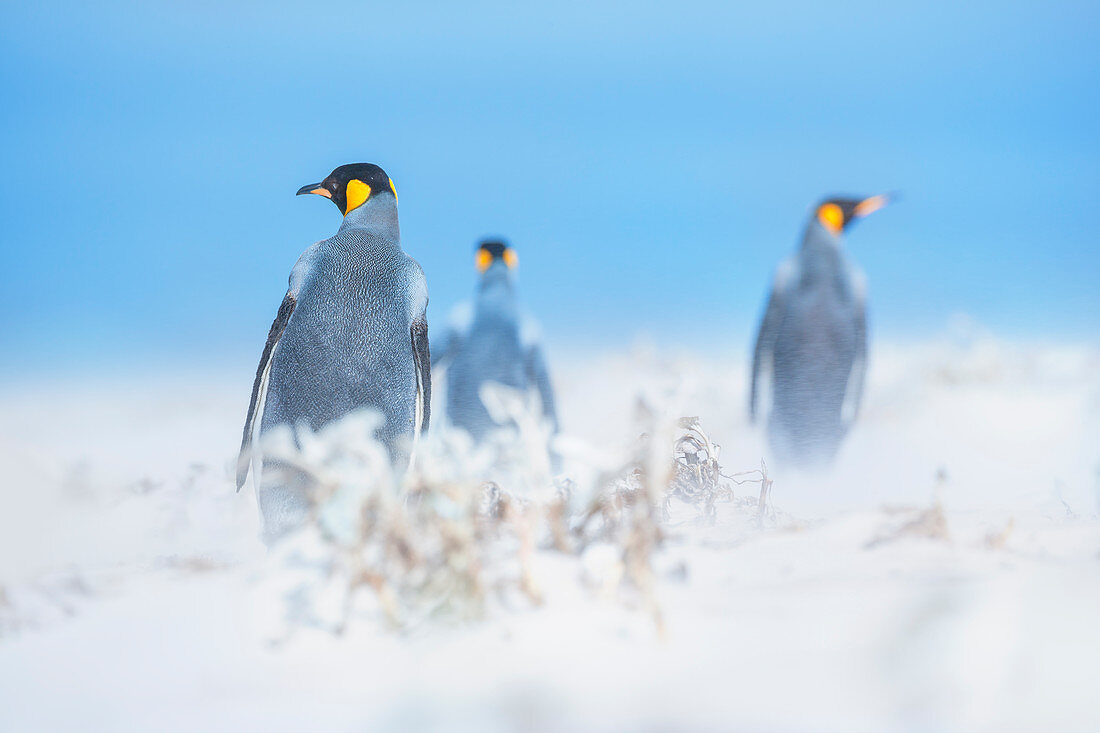King penguins (Aptenodytes patagonicus) walking through a sand storm, Volunteer Point, East Falkland, Falkland Islands, 