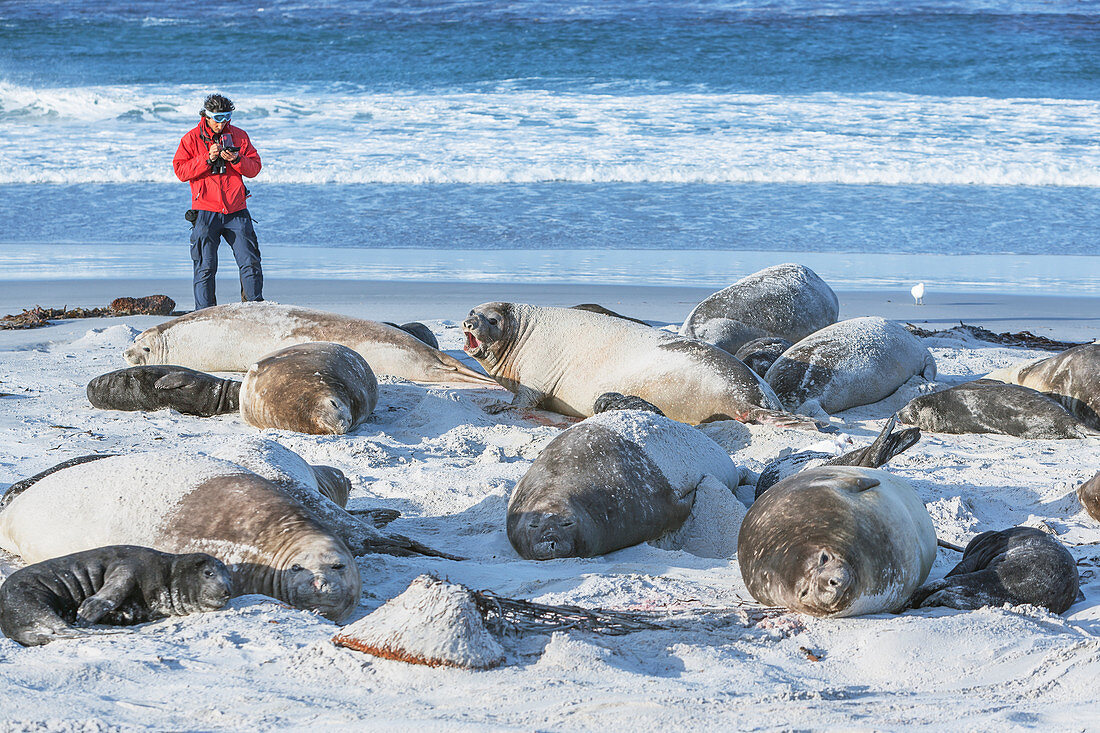 Wissenschaftler, der eine Gruppe südlicher Seeelefanten (Mirounga leonina) zählt, Seelöweninsel, Falklandinseln, Südamerika