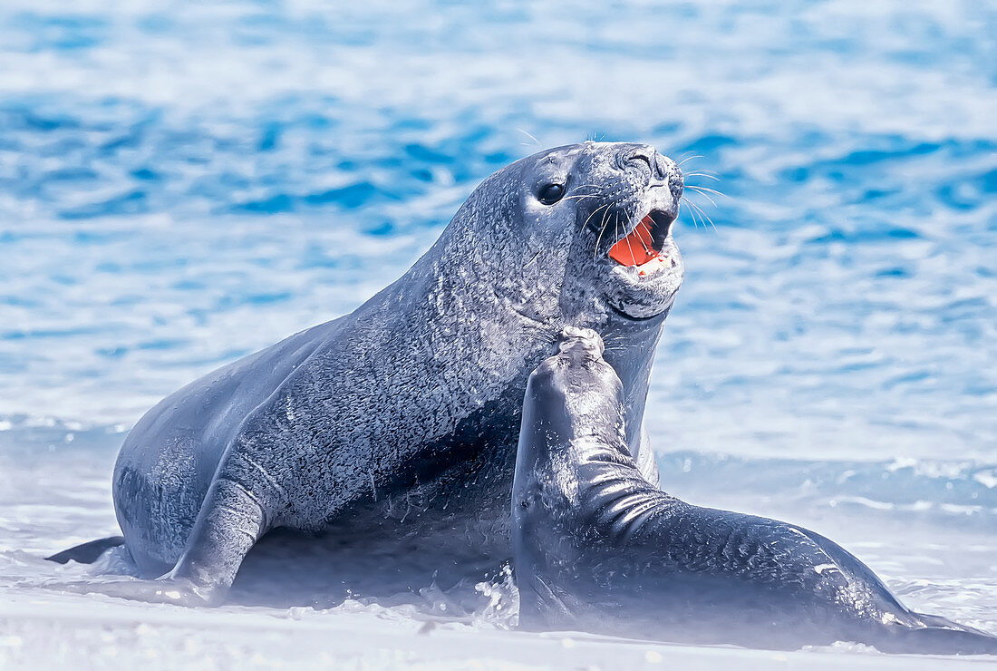 Ein männlicher südlicher Seeelefant (Mirounga leonina), mit Weibchen, Falklandinseln, Südatlantik, Südamerika