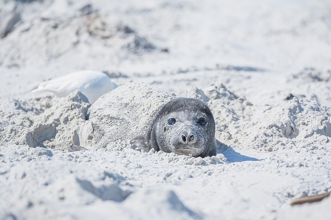 Southern Elephant Seal (Mirounga leonina) pup hiding in the sand, Falkland Islands, South America