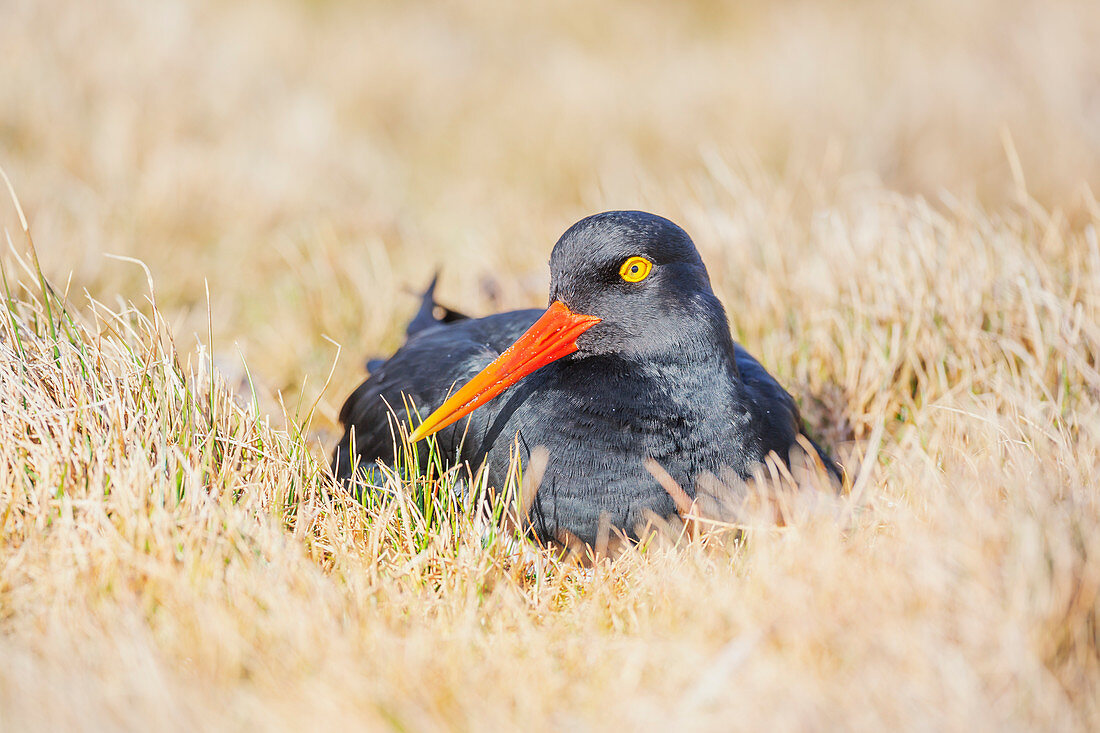 Magellanic oystercatcher (Haematopus leucopodus), Falkland Islands, South America