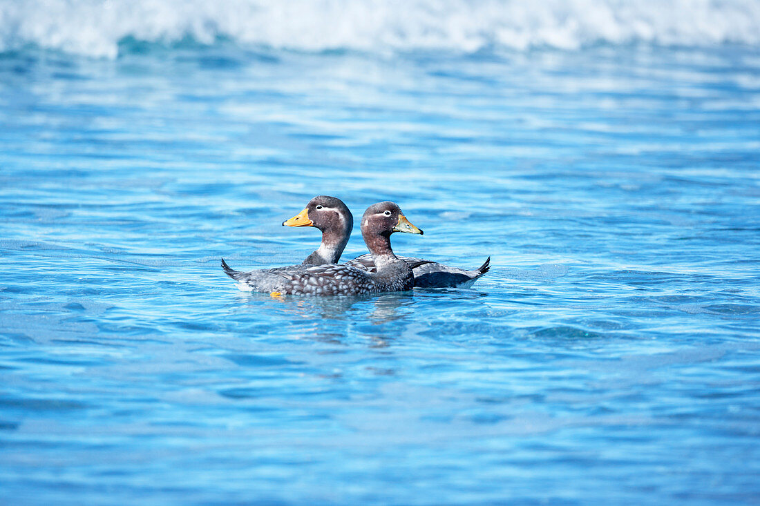 Steamer ducks swimming (Tachyeres brachypterus), Sea Lion Island, Falkland Islands, South America