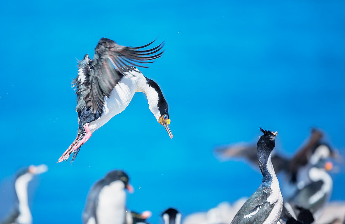 Imperial shag (Leucocarbo atriceps) in flight, Sea Lion Island, Falkland Islands, South America