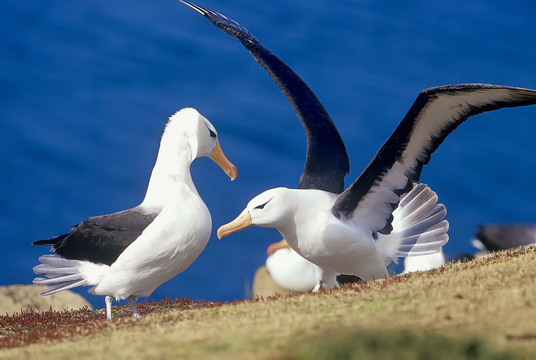 Two adult black-browed albatross (Thalassarche melanophris), Saunders Island, Falkland Islands, South America\n