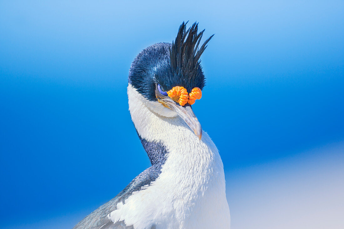 Imperial shag (Leucocarbo atriceps), Sea Lion Island, Falkland Islands, South America