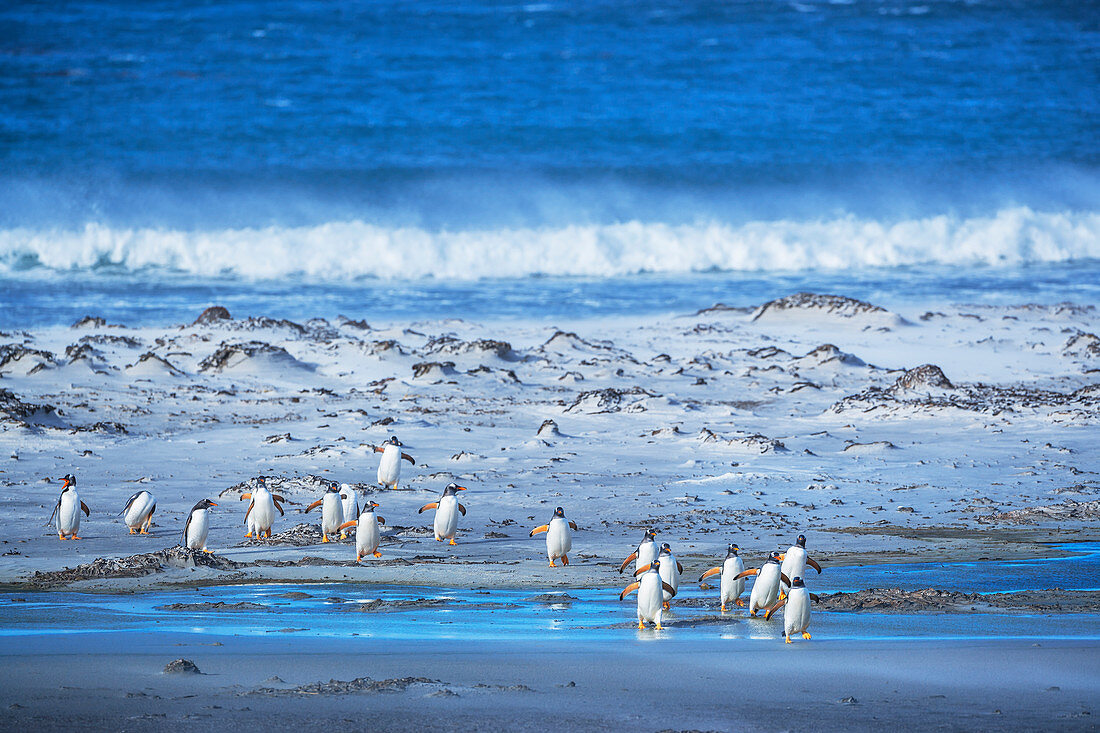 Gentoo Penguins (Pygocelis papua papua) walking on the beach, Falkland Islands, South America