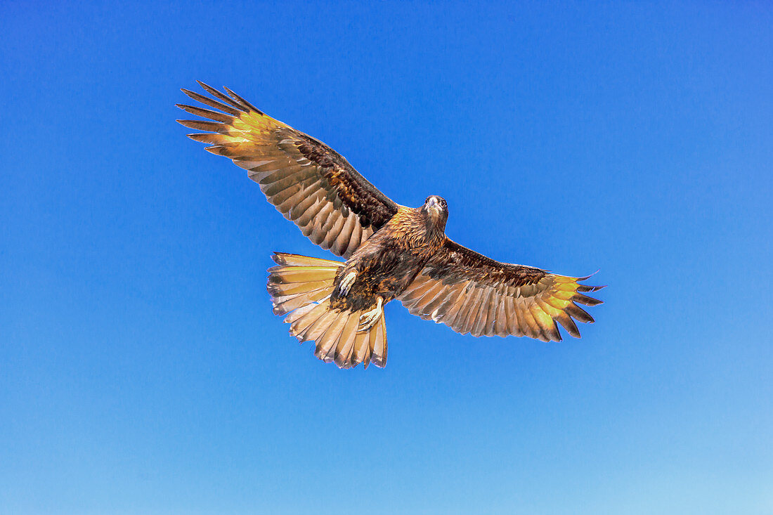 Gestreifte Caracara (Phalcoboenus australis) im Flug, Falklandinseln, Südamerika